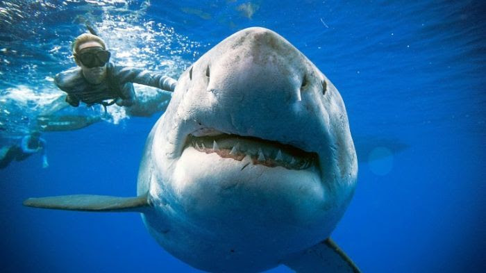 La nageuse et le grand requin blanc