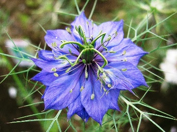 ぜいたく明るい 未来 花 言葉 すべての美しい花の画像