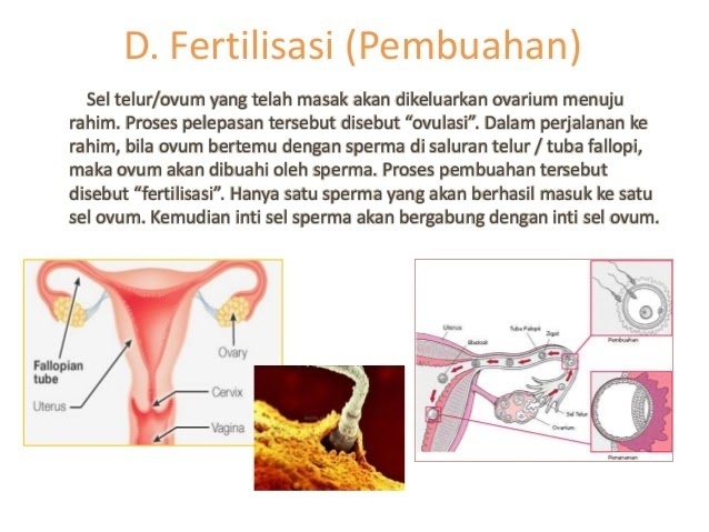  Tempat  Terjadinya  Fertilisasi Pada Alat Reproduksi Wanita 