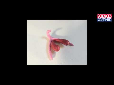 SEXE. Un clitoris imprimé en 3D