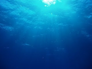 ベスト50 海の中 壁紙 最高の花の画像