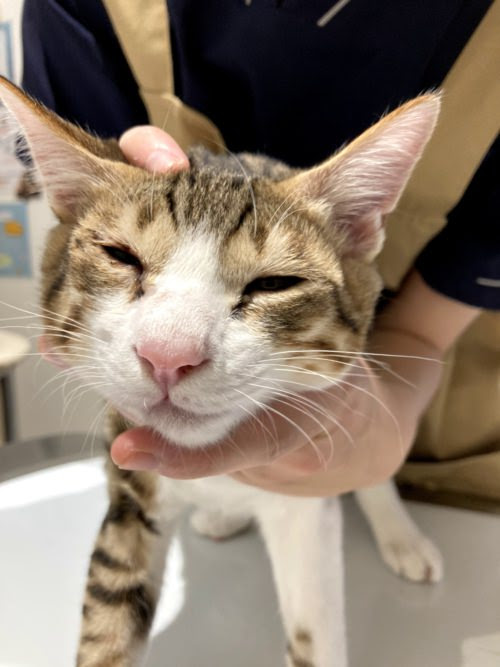 画像 結膜炎 猫 角膜 炎 2109