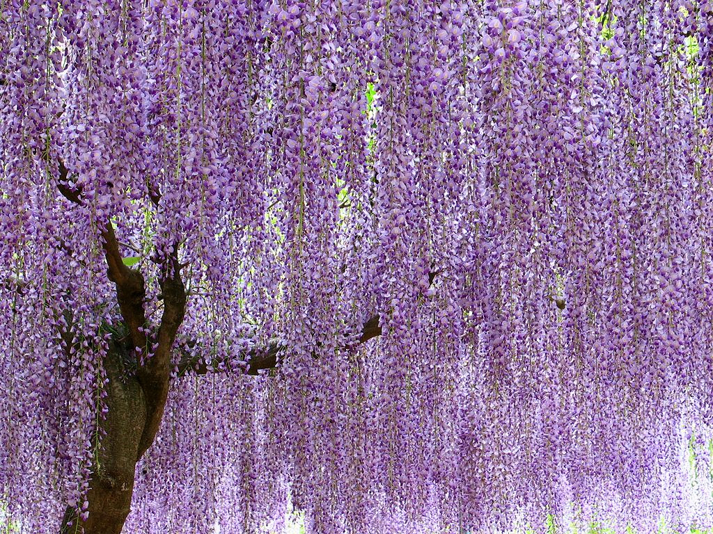 綺麗な花 デスクトップ 壁紙 無料 風景 すべての美しい花の画像