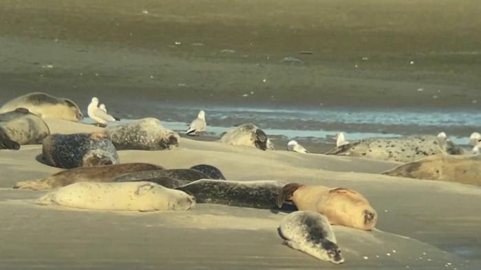 Pas-de-Calais : retour des phoques sur la côte d'Opale