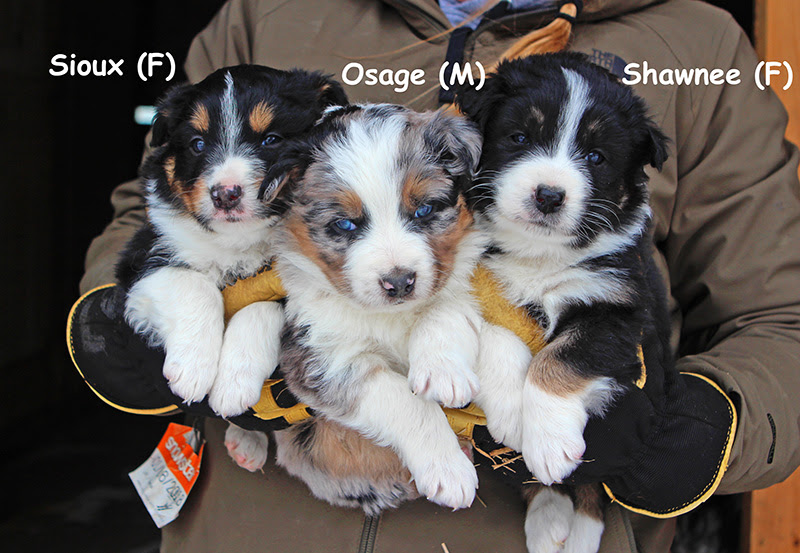 We are located in southeastern indiana on the ohio river. Australian Shepherd Puppies Sullivan Supply Inc