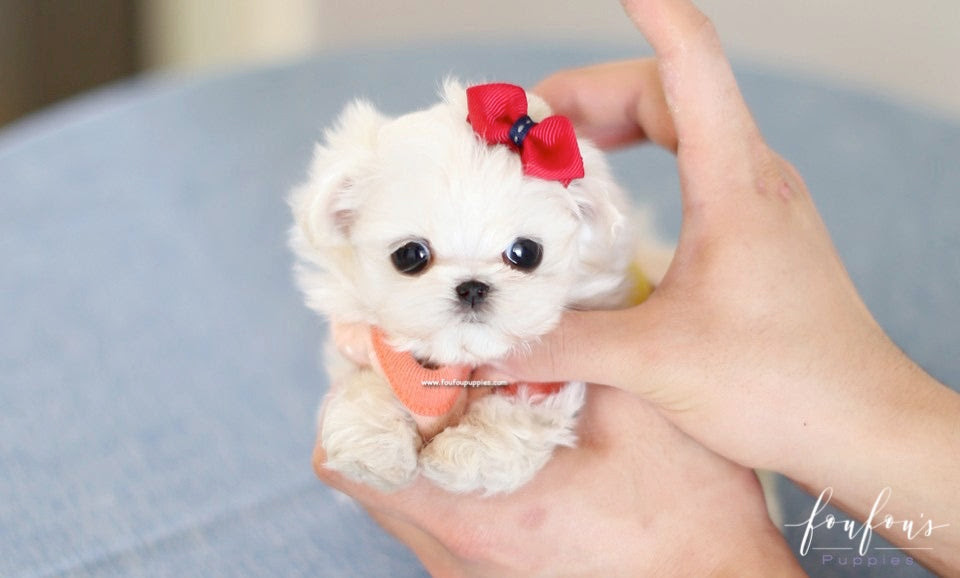 Find maltese puppies for sale and dogs for adoption. Teacup Maltese For Sale Mini Toy Maltese Puppies Foufou Puppies
