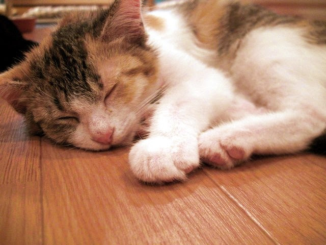 50年以上 猫 カフェ ハピ 猫 100 で最高の画像