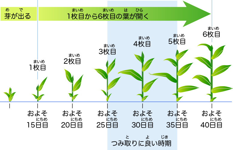 最高のマインクラフト 最新のhd木 成長過程