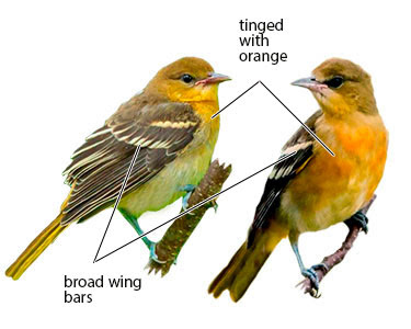 We did not find results for: Differences Between Baltimore And Orchard Orioles An Identification Primer Avian Report