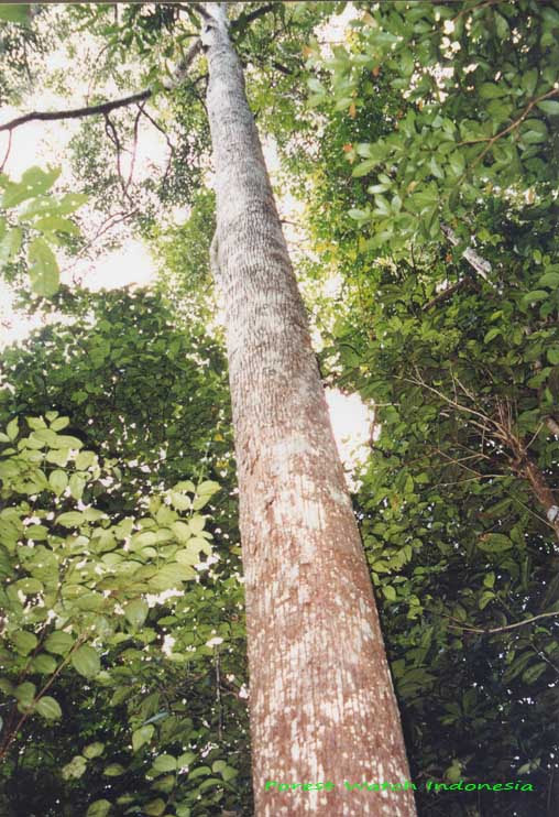 Gambar Pohon  Kayu Merbau  Home Desaign