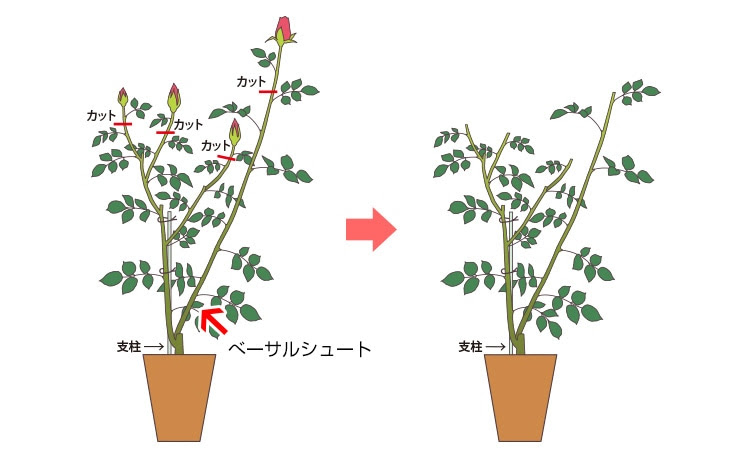 すべての美しい花の画像 これまでで最高のバラ 新苗 剪定