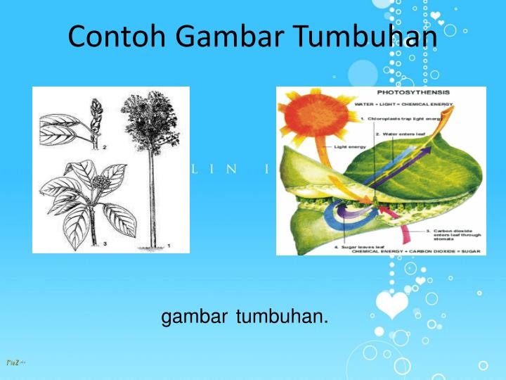 Contoh Gambar Ilustrasi Manusia Dan Kehidupannya - Karintoh