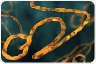 Study investigates how Ebola virus adapts to bat and human cells