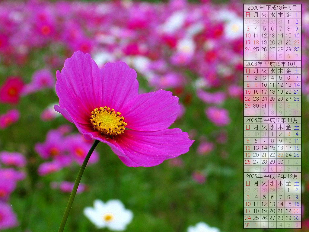無料壁紙 秋の花
