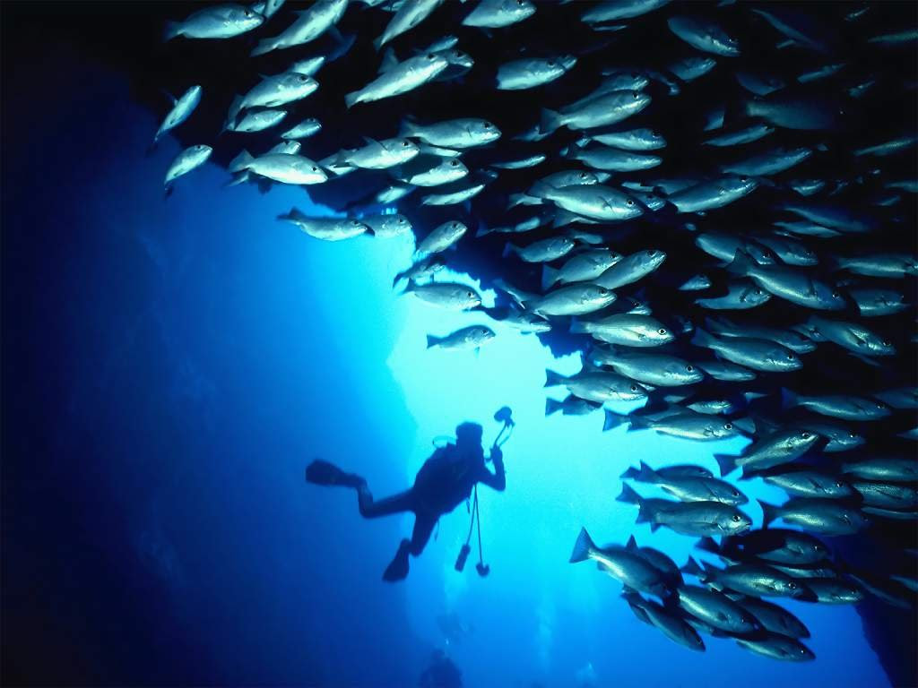 驚くばかり深海魚 壁紙 最高の花の画像