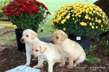 We did not find results for: Bar A Kennels Llc Bar A Kennels