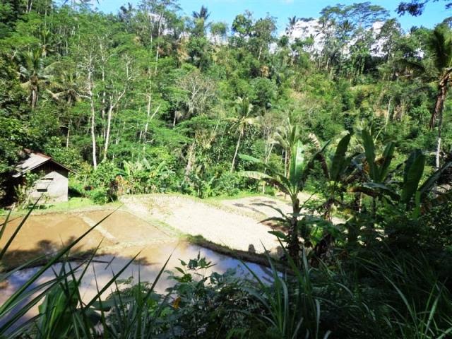 20+ Tempat Nongkrong Di Ubud View Sawah, Baru!