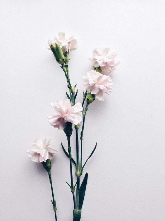 20 Gambar  Bunga  Untuk  Profil  Instagram Galeri Bunga  HD