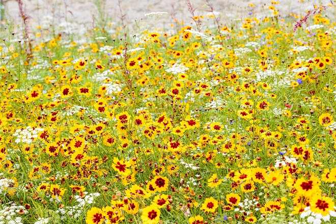 Superbloom