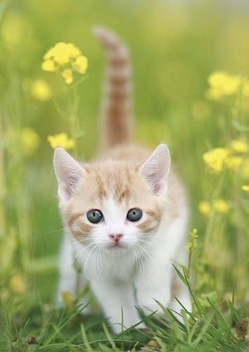すべての花の画像 Hd限定壁紙 スマホ 猫 画像 かわいい 無料