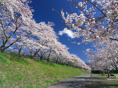 √ダウンロード pc 壁紙 1920x1080 桜 166910-Pc 壁紙 1920x1080 桜