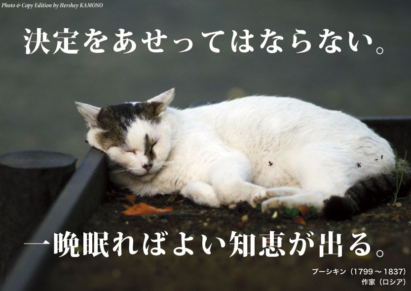 最高の壁紙hd 年の最高 猫名言