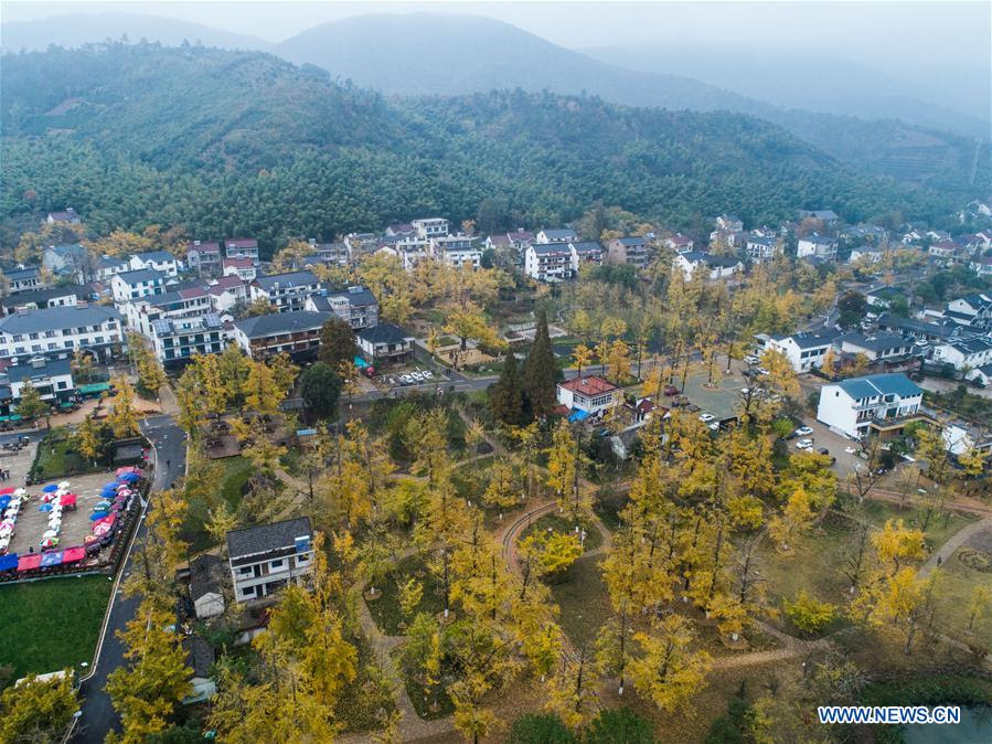 Baby marrows baby marrows or zucchini are a truly versatile and rewarding summer crop that can be grown successfully by even the most inexperienced gardener. Scenery Of Ginkgo Tree Garden In E China S Zhejiang Xinhua English News Cn