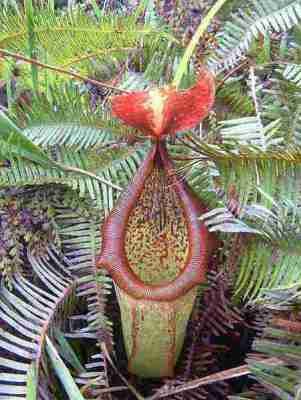 Macam macam flora  dan fauna Daftar Flora Endemik Indonesia 