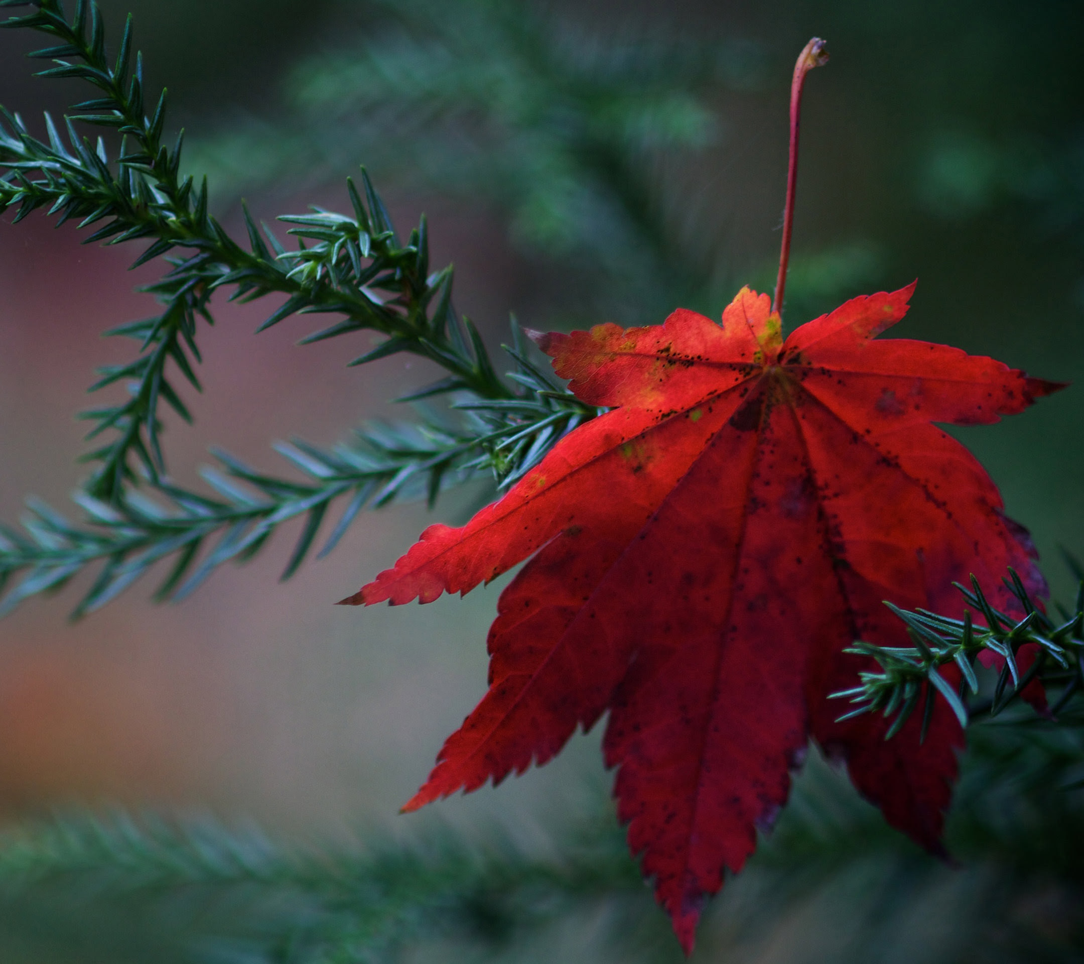 Gambar Wallpaper Daun Hijau - Gudang Wallpaper