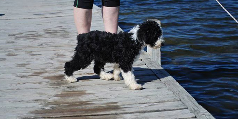 The spanish water dog is intelligent, devoted and spirited. Lake Breeze Waterdogs