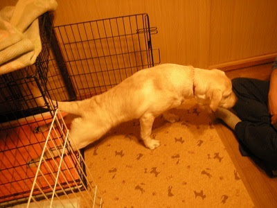 Jpsipokerqlax 完了しました 犬 寝起き 伸び 犬 寝起き 伸び