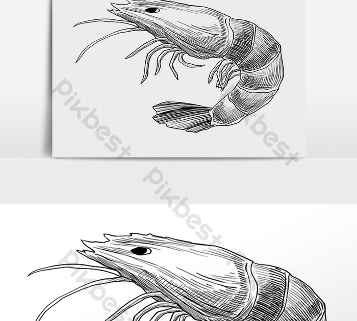  Sketsa  Gambar Hewan  Laut  Kartun Gambar Hewan 