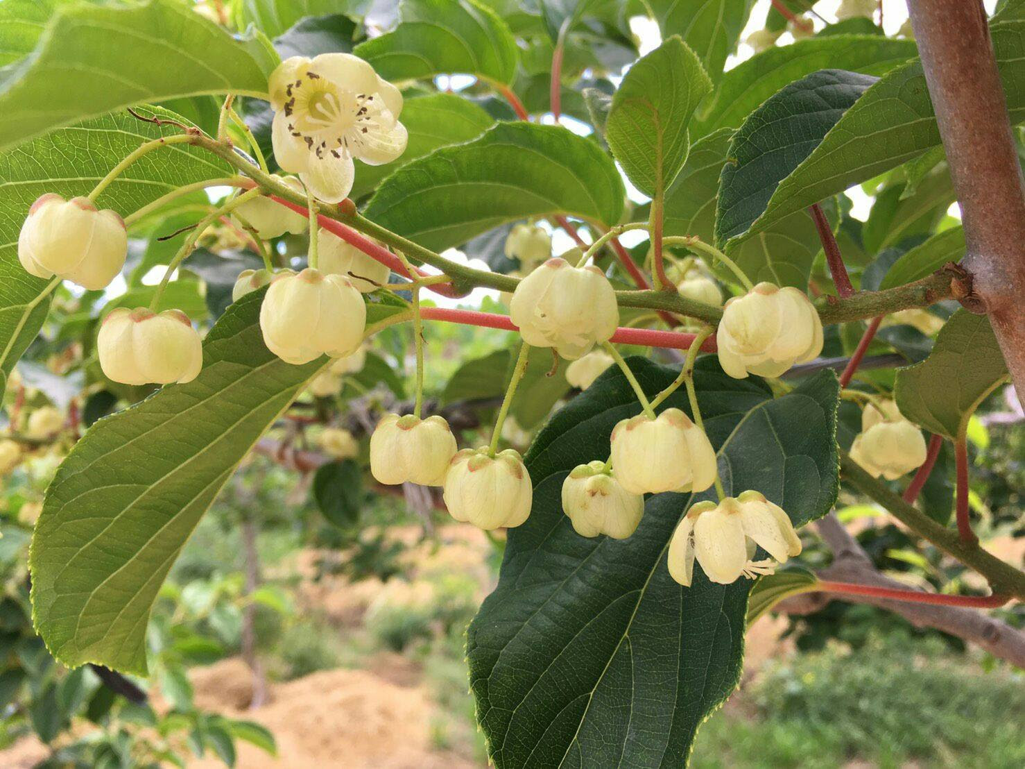 すべての美しい花の画像 元のサルナシ 花