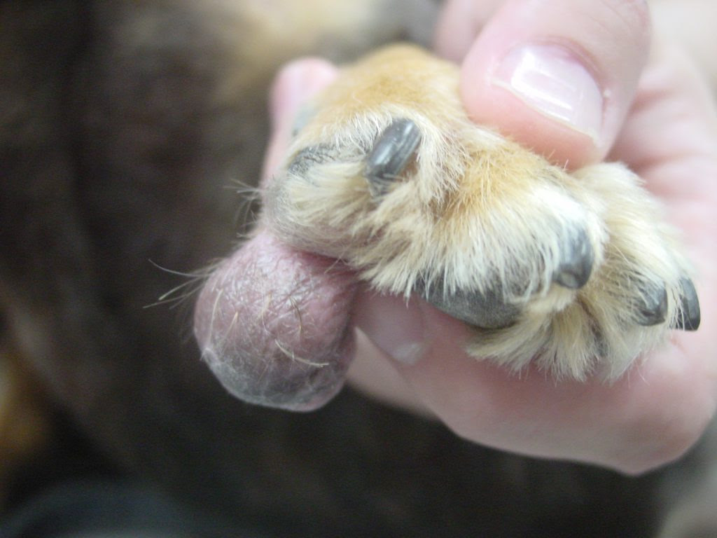 Jpirasutourqddc 新しいコレクション 犬 肉球 腫れてる 犬 肉球 腫れてる