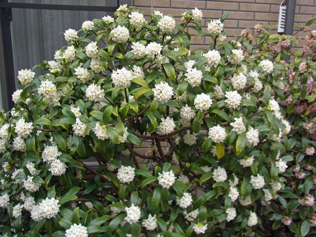 印刷可能 白い 花 英語 Irasutokikowetelu