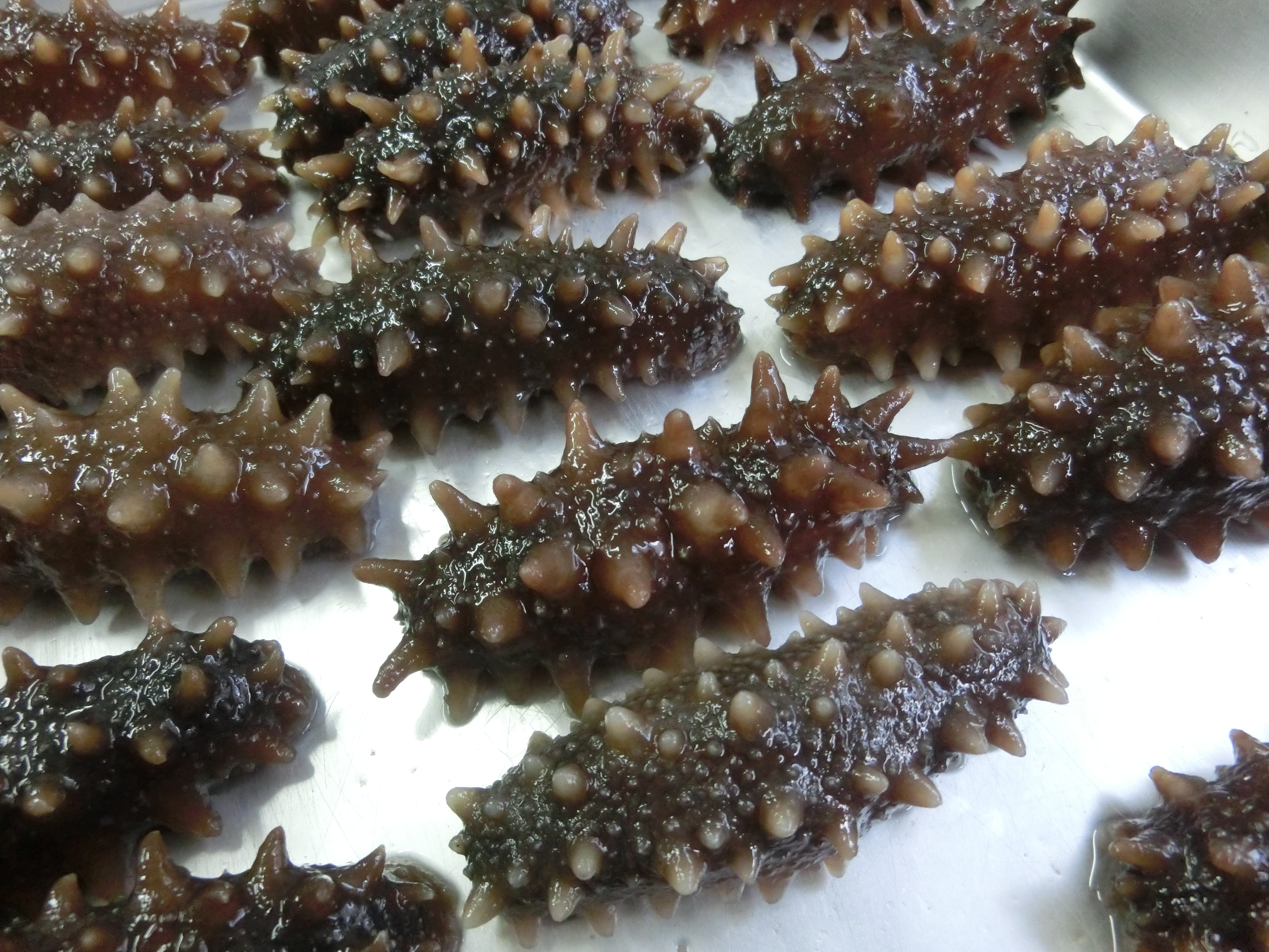 上ナマコ 食用 最高の花の画像