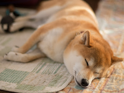 70以上 柴犬 壁紙 pc 344774