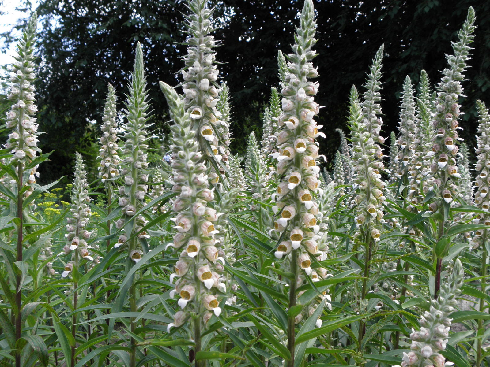 Cactus art it makes a beautiful individual specimen with hair as fine as the finest spun silk and a lustre which can only be called sheer. Digitalis Lanata Ehrh Plants Of The World Online Kew Science