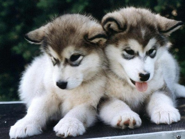 Chiot Chien Loup Blanc Yeux Bleu Zune Sector