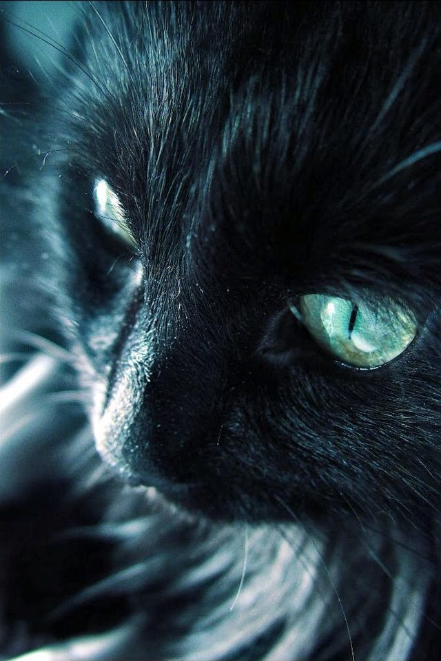 50 素晴らしいiphone 壁紙 動物 かっこいい 美しい花の画像