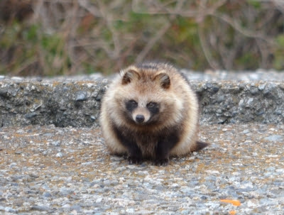 すべての動物の画像 エレガントたぬき 可愛い