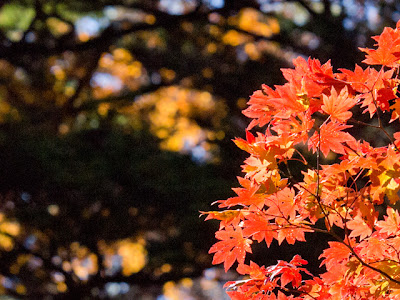 秋 壁紙 Iphone の最高のコレクション すべての美しい花の画像