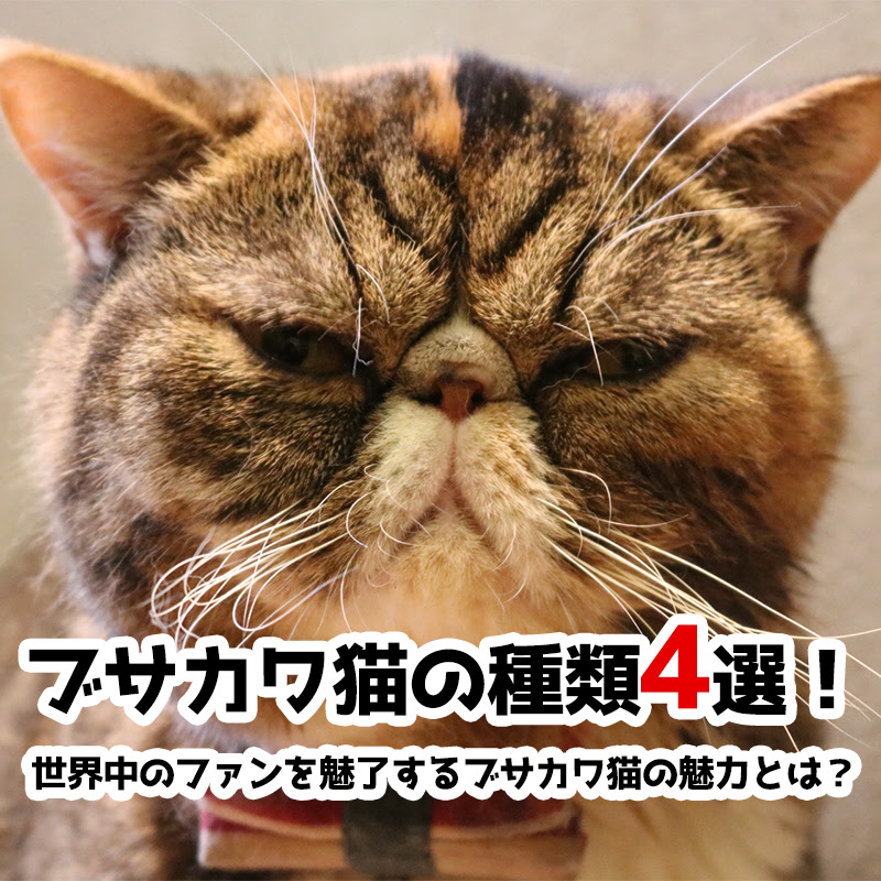 Netyasun マッシュ 猫 インスタ グラム