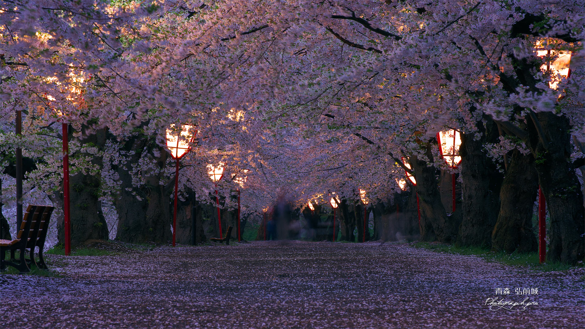 ベストセレクション 桜 壁紙 Pc Jpbestwallpaper