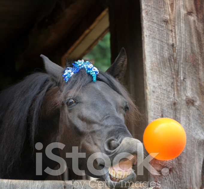 Gelukkige Verjaardag Paard Perfect