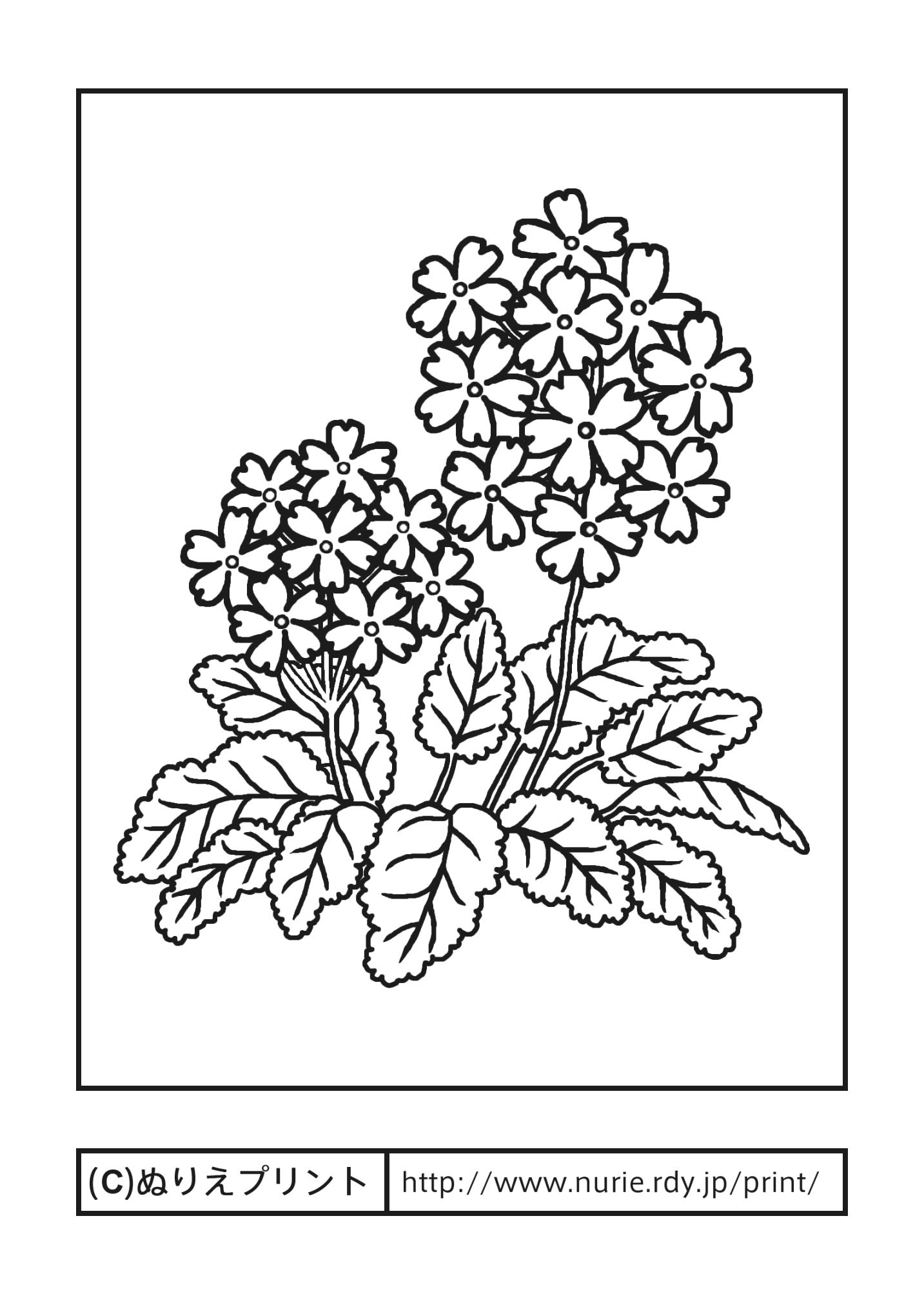 無料ダウンロード ぬりえ 花 Mokumokon