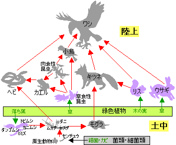 完了しました 食物連鎖 画像 1400 食物連鎖 フリー 画像