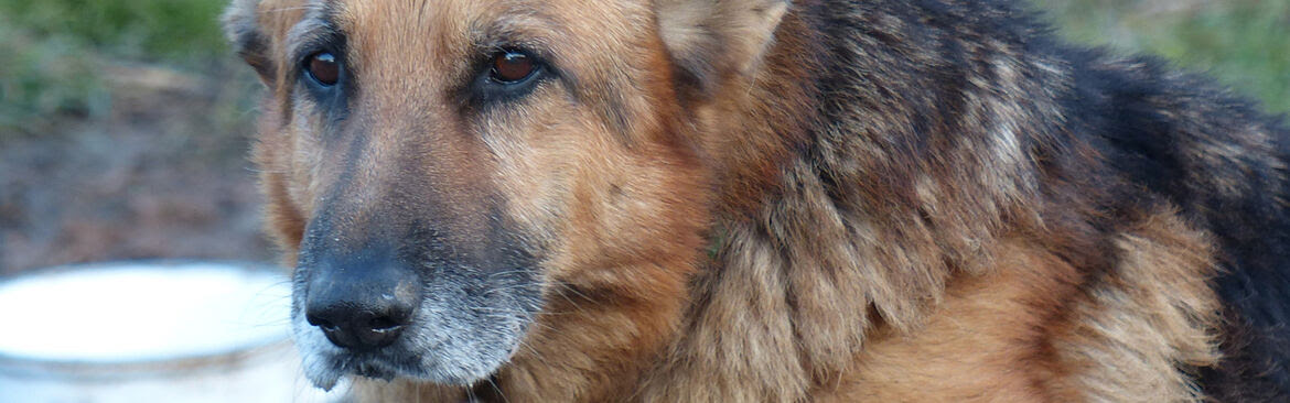 owalo design: Grosse Hunde Suchen Ein Zuhause