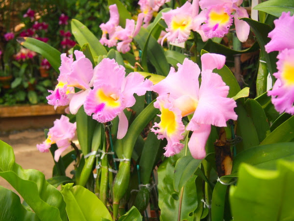 すべての美しい花の画像 ロイヤリティフリーカトレア 花