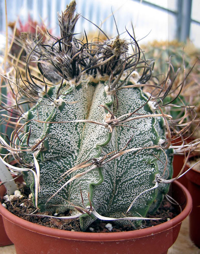 The root cause of your plant is hard to evaluate without a picture, but these reasons if your cactus is turning brown from the top, where the new growth is usually appearing, it might be infected with mites. Plants Flowers Cactus